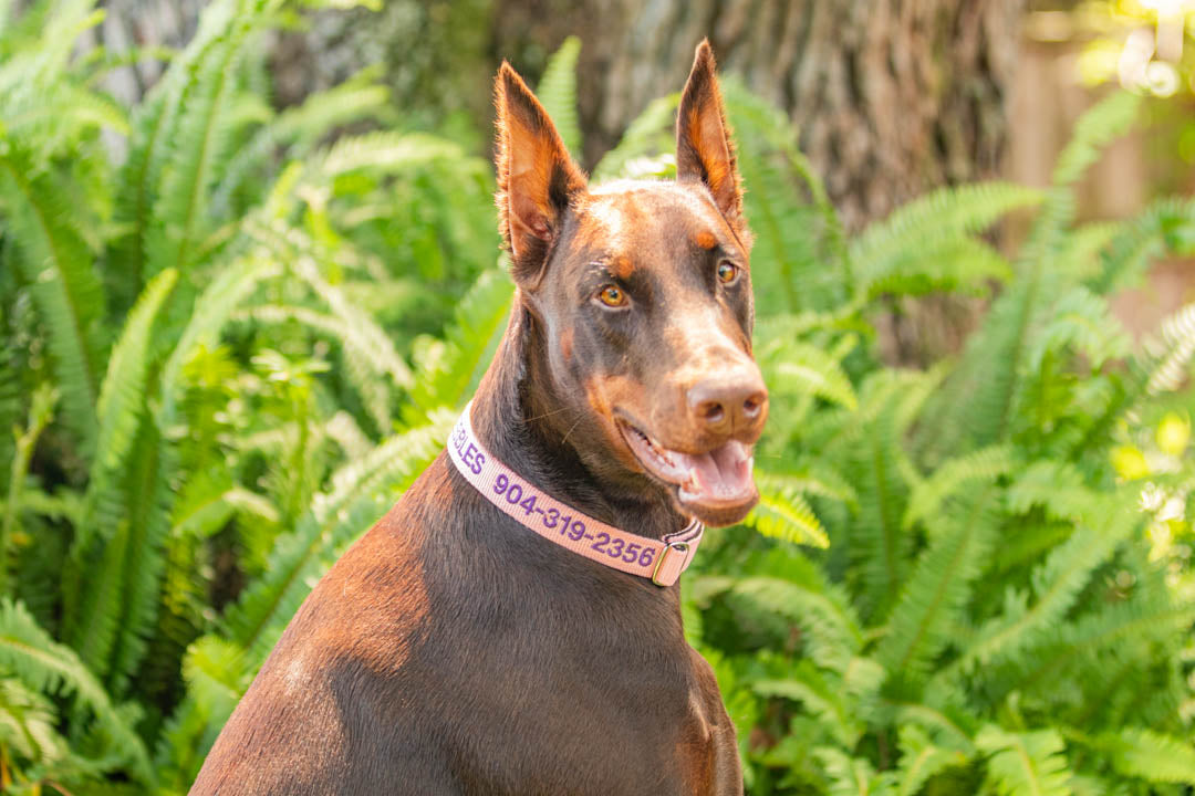 Kanine Chic Platinum Dog Collar