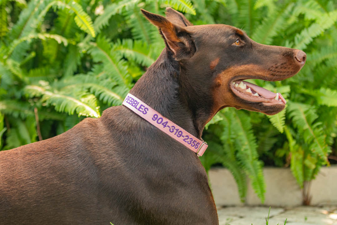 Kanine Chic Platinum Dog Collar